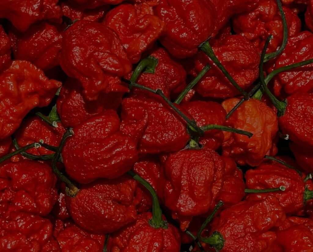 Close-up of vibrant Carolina Reaper peppers, showcasing their intense red color and texture.